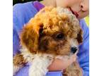 Cavapoo Puppy for sale in Craigville, IN, USA