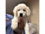 Golden Retriever Puppy for sale in West Covina, CA, USA