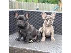 French Bulldog Puppy for sale in Paducah, KY, USA