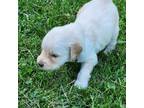 Goldendoodle Puppy for sale in Batesville, IN, USA