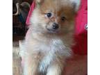 Pomeranian Puppy for sale in Bonne Terre, MO, USA