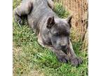 Cane Corso Puppy for sale in Lake Forest, CA, USA