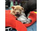 Adopt Kodiak a Pit Bull Terrier