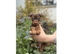 Adopt Thing 2 a Miniature Pinscher, Mixed Breed