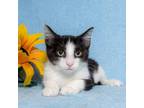 Adopt Oliver Twist a Domestic Short Hair