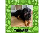 Adopt Thumper a Newfoundland Dog, German Shepherd Dog