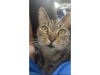 Adopt Milo a Domestic Short Hair