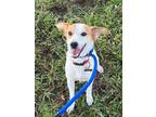 Adopt Jack a Jack Russell Terrier, Mixed Breed