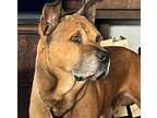 Adopt Arnold a Pit Bull Terrier, Chow Chow