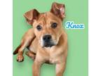 Adopt Knox a German Shepherd Dog, Rottweiler