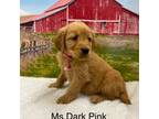 Dark Pink Collar Girl