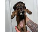 Chihuahua Puppy for sale in Pawtucket, RI, USA