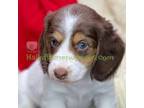 Dachshund Puppy for sale in Loudonville, OH, USA