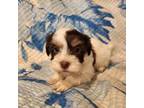 Havanese Puppy for sale in Mason City, IA, USA