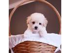 Maltipoo Puppy for sale in Vestavia Hills, AL, USA