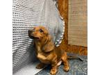 Dachshund Puppy for sale in Godwin, NC, USA