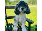 Cocker Spaniel Puppy for sale in Purdy, MO, USA