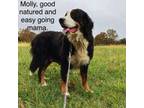 Jolly Molly
