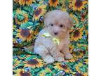 Maltipoo Puppy for sale in Fort Lauderdale, FL, USA