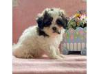 Bichon Frise Puppy for sale in Mount Pleasant, MI, USA