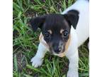 Parson Russell Terrier Puppy for sale in Lee, FL, USA