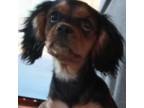 Cavalier King Charles Spaniel Puppy for sale in Amarillo, TX, USA