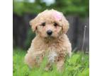 Mutt Puppy for sale in Baltic, OH, USA