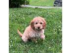Mutt Puppy for sale in Hampton, CT, USA