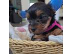 Yorkshire Terrier Puppy for sale in New York, NY, USA