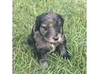 Aussiedoodle Puppy for sale in Benson, NC, USA