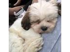 Shih Tzu Puppy for sale in Fenton, MI, USA