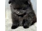 Pomeranian Puppy for sale in Lebec, CA, USA