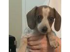 Dachshund Puppy for sale in Wichita Falls, TX, USA
