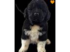 Newfoundland Puppy for sale in Burfordville, MO, USA