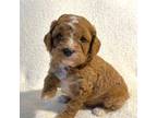 Cavapoo Puppy for sale in Craigville, IN, USA
