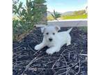 West Highland White Terrier Puppy for sale in Millmont, PA, USA