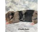 Miniature Australian Shepherd Puppy for sale in Ionia, IA, USA
