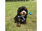 Cavalier King Charles Spaniel Puppy for sale in Anderson, MO, USA