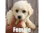 Bichon Frise Puppy for sale in Franktown, CO, USA