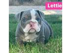 Bulldog Puppy for sale in Checotah, OK, USA