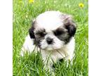 Shih Tzu Puppy for sale in Ashburnham, MA, USA