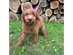Goldendoodle Puppy for sale in Vincentown, NJ, USA