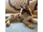 Siberian Husky Puppy for sale in Lakeland, FL, USA