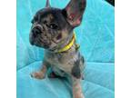 French Bulldog Puppy for sale in Blakeslee, PA, USA