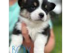Pembroke Welsh Corgi Puppy for sale in Salvisa, KY, USA