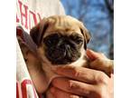 Pug Puppy for sale in Saint Michael, MN, USA