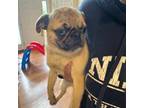 Pug Puppy for sale in Hagerstown, MD, USA