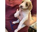 Mutt Puppy for sale in Boone, IA, USA