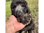 Labradoodle Puppy for sale in Ocala, FL, USA