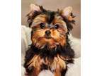 EEDS Teacup Yorkshire Terrier Puppies